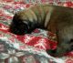 American Mastiff Puppies for sale in 258 Weeks Rd, Dunn, NC 28334, USA. price: $900