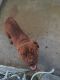 American Mastiff Puppies for sale in Visalia, CA, USA. price: NA