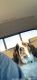 American Mastiff Puppies for sale in Masonville, IA 50654, USA. price: $500
