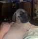 American Mastiff Puppies for sale in Crosby, TX 77532, USA. price: NA
