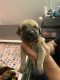 American Mastiff Puppies for sale in Londonderry, OH 45647, USA. price: NA