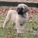 American Mastiff Puppies for sale in Los Angeles, CA, USA. price: $1,400