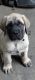 American Mastiff Puppies for sale in Allen, MI 49227, USA. price: NA