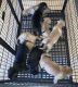 American Mastiff Puppies for sale in Mascotte, FL 34753, USA. price: NA