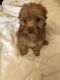 American Morkshire Terrier Puppies for sale in Irvine, CA, USA. price: NA