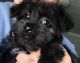 American Morkshire Terrier Puppies for sale in Smithfield, NC 27577, USA. price: $900