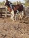 American Paint Horse Horses for sale in Gila Bend, AZ 85337, USA. price: NA
