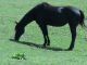American Paint Horse Horses for sale in Statesville, NC, USA. price: NA