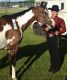 American Paint Horse Horses for sale in 3795 Bailey Rd, Marengo, OH 43334, USA. price: $3,000