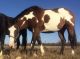 American Paint Horse Horses