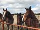 American Paint Horse Horses