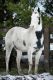 American Paint Horse Pferde