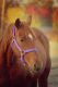 American Paint Horse Pferde