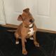 American Pit Bull Terrier Puppies for sale in Pekin, IL, USA. price: $200