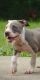 American Pit Bull Terrier Puppies for sale in Mobile, AL, USA. price: $500