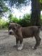 American Pit Bull Terrier Puppies for sale in Rockingham, NC 28379, USA. price: NA