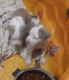 American Pit Bull Terrier Puppies for sale in Montgomery, AL, USA. price: NA