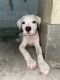 American Pit Bull Terrier Puppies for sale in Viram Khand-2, Gomti Nagar, Lucknow, Uttar Pradesh 226010, India. price: 35000 INR
