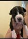 American Pit Bull Terrier Puppies for sale in Dallesport, WA 98617, USA. price: NA