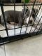 American Pit Bull Terrier Puppies for sale in Tampa, FL 33610, USA. price: NA