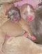 American Pit Bull Terrier Puppies for sale in 7400 Abbott Ave N, Minneapolis, MN 55443, USA. price: $1,200