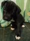 American Pit Bull Terrier Puppies for sale in Zanesville, OH 43701, USA. price: $600