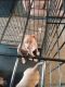 American Pit Bull Terrier Puppies for sale in Enid, OK, USA. price: NA