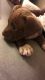 American Pit Bull Terrier Puppies for sale in Tucson, AZ, USA. price: $200