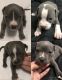 American Pit Bull Terrier Puppies for sale in Fort Lauderdale, FL, USA. price: $600