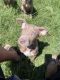 American Pit Bull Terrier Puppies for sale in Spring Valley, CA, USA. price: NA
