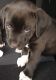 American Pit Bull Terrier Puppies for sale in Birmingham, AL, USA. price: NA