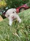 American Pit Bull Terrier Puppies for sale in Woodland Hills, Los Angeles, CA, USA. price: NA