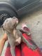 American Pit Bull Terrier Puppies for sale in New Orleans, LA, USA. price: $400
