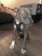 American Pit Bull Terrier Puppies for sale in San Antonio, TX 78213, USA. price: NA