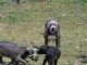American Pit Bull Terrier Puppies for sale in St. Petersburg, FL 33702, USA. price: $500