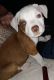 American Pit Bull Terrier Puppies for sale in Tyler, TX, USA. price: NA
