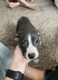 American Pit Bull Terrier Puppies for sale in Iowa City, IA, USA. price: NA
