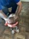American Pit Bull Terrier Puppies for sale in Colorado Springs, CO, USA. price: $600