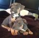 American Pit Bull Terrier Puppies for sale in Milford, CT, USA. price: NA