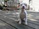American Pit Bull Terrier Puppies for sale in Sullivan, IL 61951, USA. price: NA