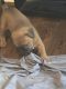 American Pit Bull Terrier Puppies for sale in Tomball, TX, USA. price: NA