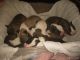 American Pit Bull Terrier Puppies for sale in Roanoke, VA, USA. price: NA