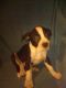 American Pit Bull Terrier Puppies for sale in Quinlan, TX 75474, USA. price: NA