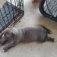 American Pit Bull Terrier Puppies for sale in Arlington, TX 76012, USA. price: $800