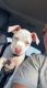 American Pit Bull Terrier Puppies for sale in Keyport, NJ 07735, USA. price: NA