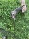 American Pit Bull Terrier Puppies for sale in De Soto, IL 62924, USA. price: NA