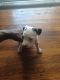 American Pit Bull Terrier Puppies for sale in Waco, TX, USA. price: NA