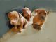 American Pit Bull Terrier Puppies for sale in Naples, FL 34120, USA. price: NA