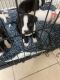 American Pit Bull Terrier Puppies for sale in Columbus, GA, USA. price: NA
