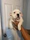 American Pit Bull Terrier Puppies for sale in Portland, OR, USA. price: $3